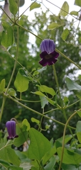 Clematis pitcheri