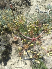 Lomatium dissectum
