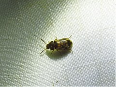 Mycetophagus pluripunctatus