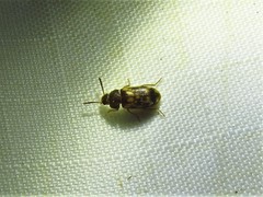 Mycetophagus pluripunctatus