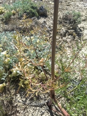 Lomatium dissectum