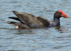 Porphyrio melanotus