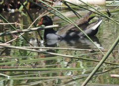 Gallinula tenebrosa