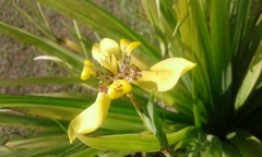 Trimezia steyermarkii
