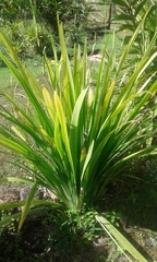 Trimezia steyermarkii