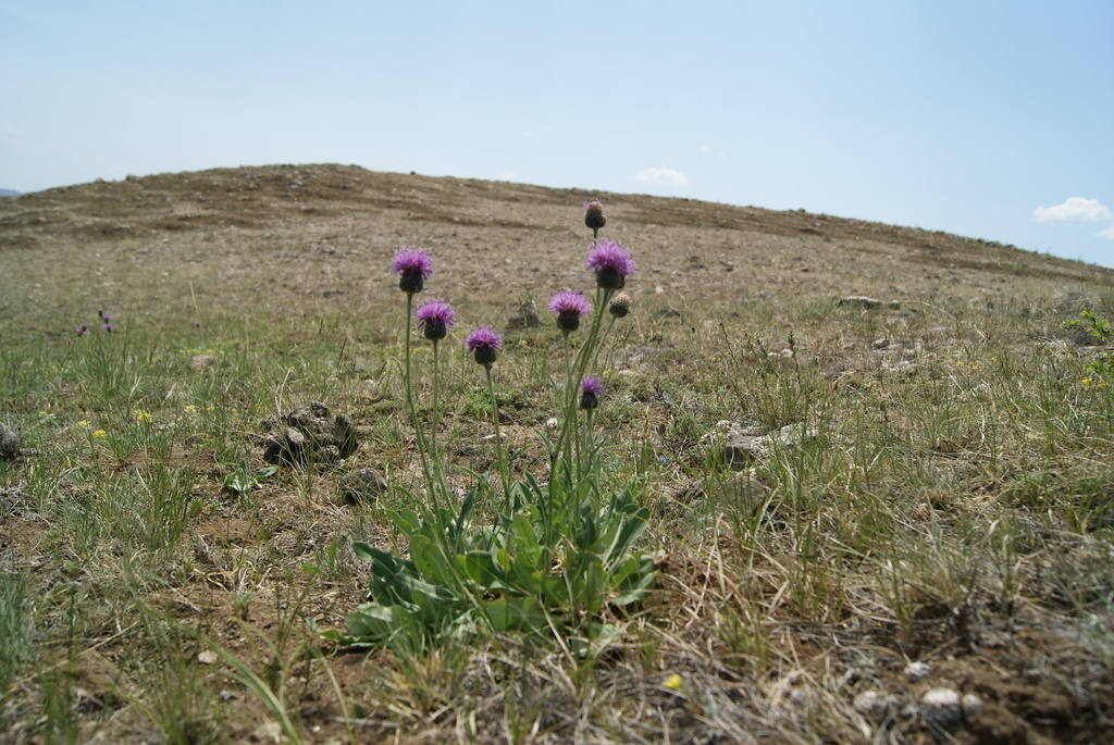 Klasea marginata