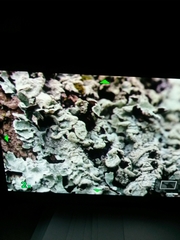 Phaeophyscia adiastola