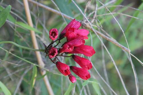Bomarea salsilla (Bomarea salsilla)
