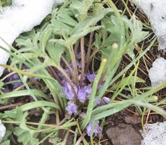 Hydrophyllum alpestre