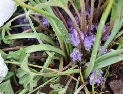 Hydrophyllum alpestre