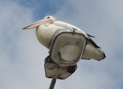 Pelecanus conspicillatus
