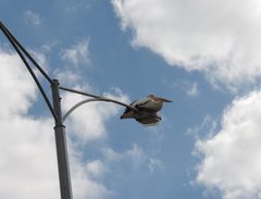 Pelecanus conspicillatus