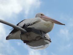 Pelecanus conspicillatus
