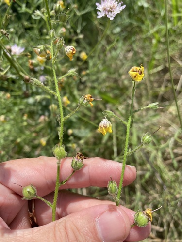 Moth mullein (Verbascum blattaria)