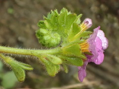 Phacelia keckii