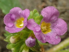 Phacelia keckii