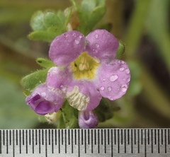 Phacelia keckii
