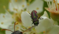 Bilyaxia