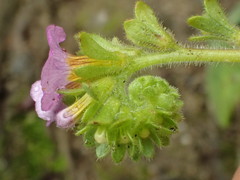 Phacelia keckii