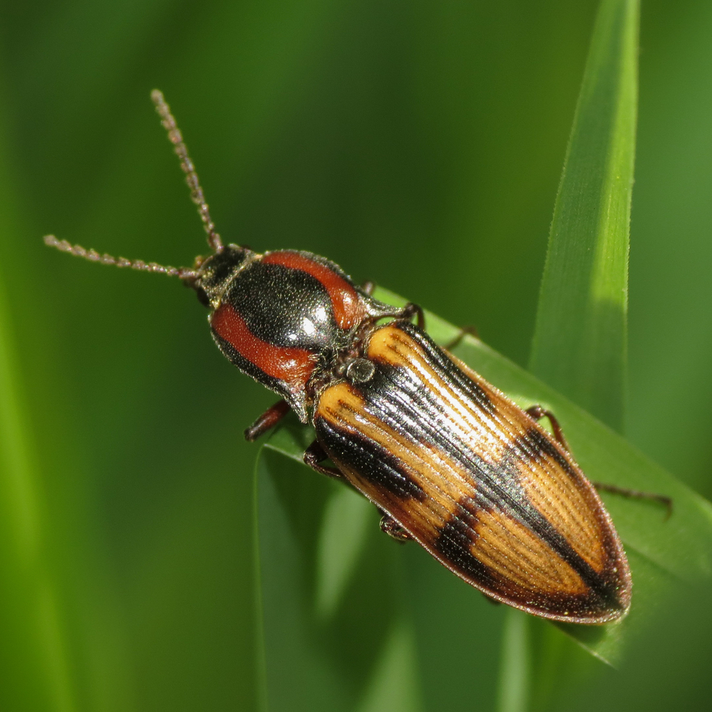 Festive Click Beetle