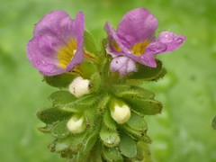 Phacelia keckii