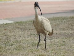 Threskiornis molucca