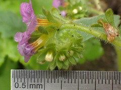 Phacelia keckii