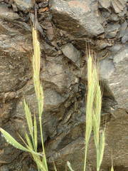 Brachypodium distachyon