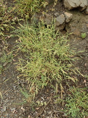 Brachypodium distachyon