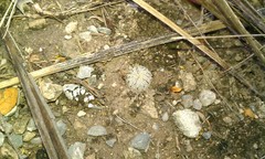 Turbinicarpus pseudopectinatus