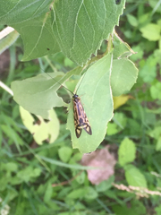 Macrostemum zebratum