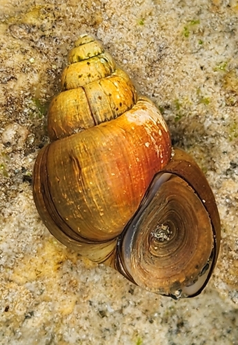 Pointed Campeloma