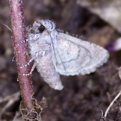 Lacinipolia cuneata