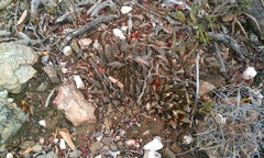 Turbinicarpus pseudopectinatus