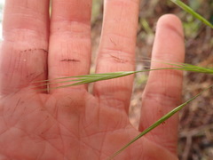 Bromus rigidus