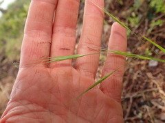 Bromus rigidus