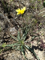 Nothocalais troximoides