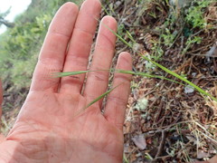 Bromus rigidus