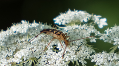 Strangalia luteicornis