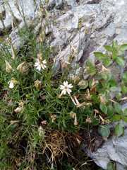 Silene saxifraga