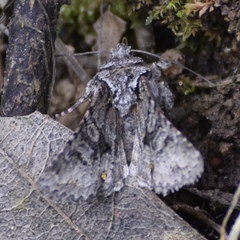 Lacinipolia cuneata