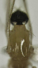 Phyllodromia proiecta