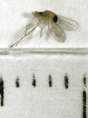 Phyllodromia proiecta