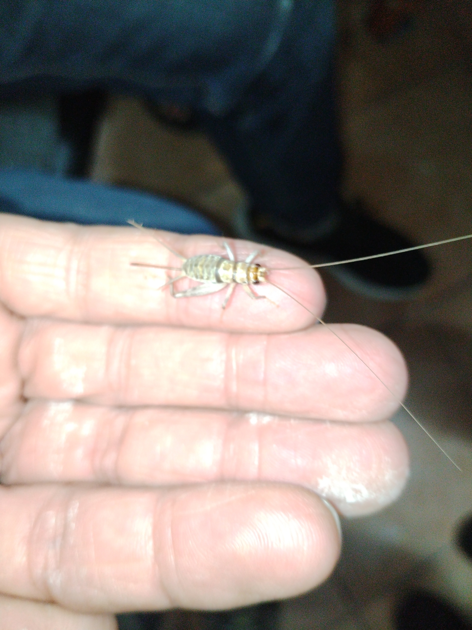 Grillo rayado