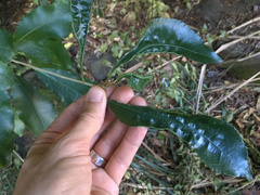 Aceria melicyti