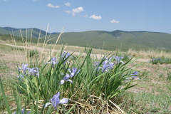 Iris lactea biglumis