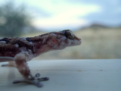 Chondrodactylus
