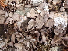 Dermatocarpon reticulatum