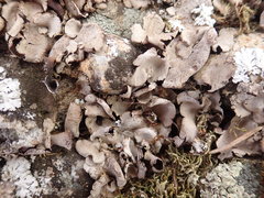 Dermatocarpon reticulatum