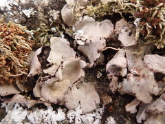 Dermatocarpon reticulatum